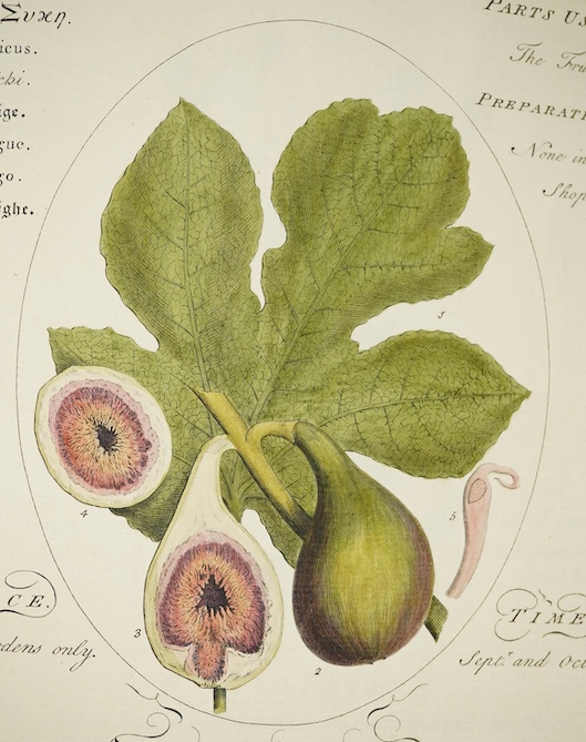 Botany - Sheldrake, Timothy - Botanicum Medicinale; an Herbal of Medicinal Plants on the College of Physicians List, folio, half calf, lacking title and folding table, with 95 [of 118 originally], leaves of hand-coloured